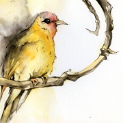 Bird_card