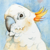 Parrot_thumb