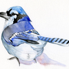 Bluebird_thumb