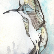 Humingbird_1_card