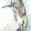 Humingbird_1_thumb