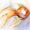 Fish_thumb
