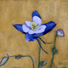 0834-columbine-500_thumb