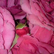 Dsc03215