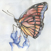 Butterfly_delete_thumb