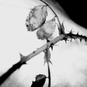 Torne2_card