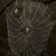 Web_master_card