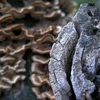 Pattern_old_tree_2_thumb