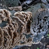 Pattern_old_tree_3_thumb