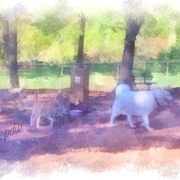 At_the_dog_park_card