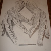 Chicken_feet_card