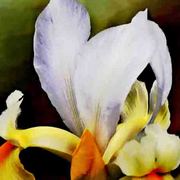 My_mother_s_iris_card