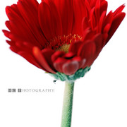 Dsc_9028_copy_card