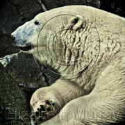 Polar_bear_copy_copy_card