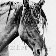 Sd_horse_7_copy_card