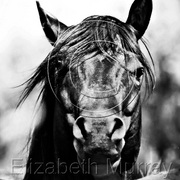 Sd_horse_15_copy_card