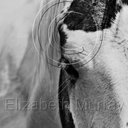 Sd_horse_22_copy_card