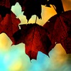 001rh102511bb_thumb