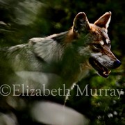 Mexican_wolf_iv_copy_card