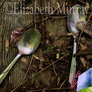 Spoons_2009_card