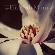Magnolia_10_card