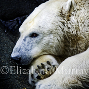 Polar_bear_ii_copy_card