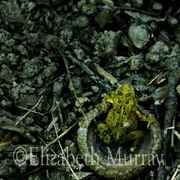 Toad_card