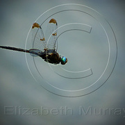 Dragonfly_copy_card