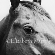 Sd_horse_27_card