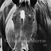 Sd_horse_32_card