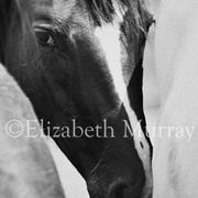 Sd_horse_23_card