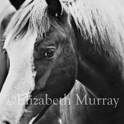 Sd_horse_30_card