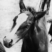 Sd_horse_11_card
