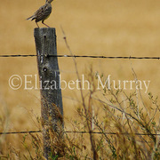 Sd_bird_1_card