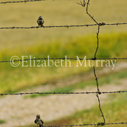 Sd_bird_6_card