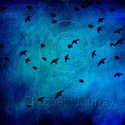 Birds_5_card