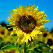 Sunflower_1_copy_card