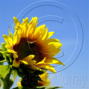 Sunflower_2_copy_card