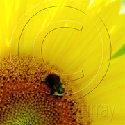 Sunflower_3_copy_card