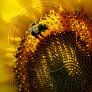 Sunflower_4_copy_card