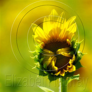 Sunflower_6_copy_card