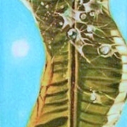 Movimentos-ii_inset_card