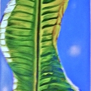 Folhas_de_bananeira_m_inset_card