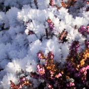 Winter_heather_card