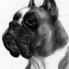 Boxer_thumb