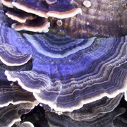 Fungi_colour_card
