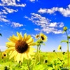 Img_0274_thumb