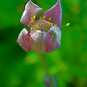 Canada_anemone__empire_bluffs_trail__sleeping_bear_dunes_nls__mi_card
