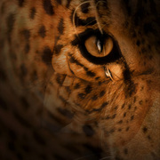 Camouflage_leopard_iii_card