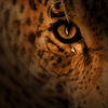 Camouflage_leopard_iii_thumb